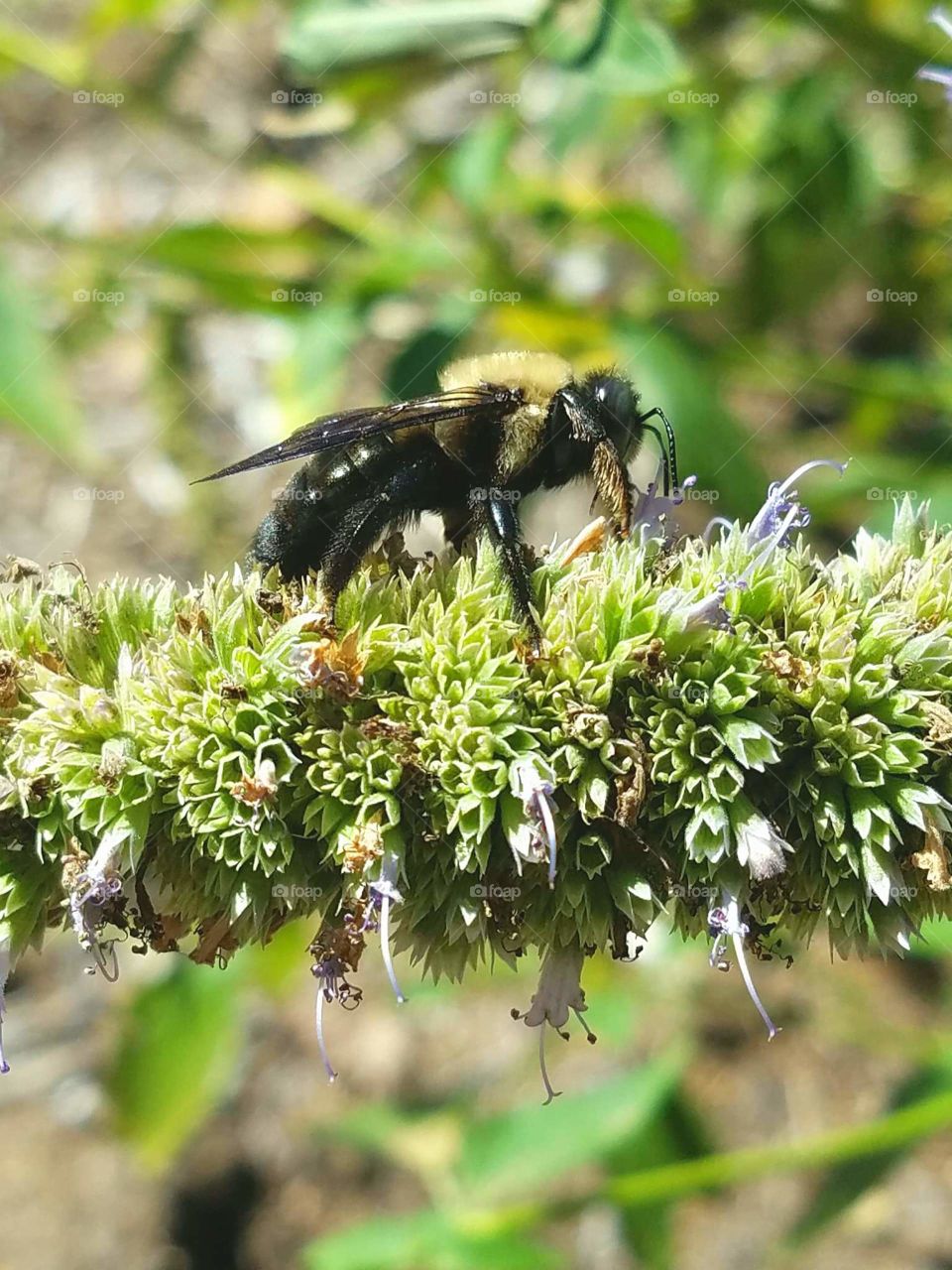 black and yellow bumblebee gathering pollen from a flower