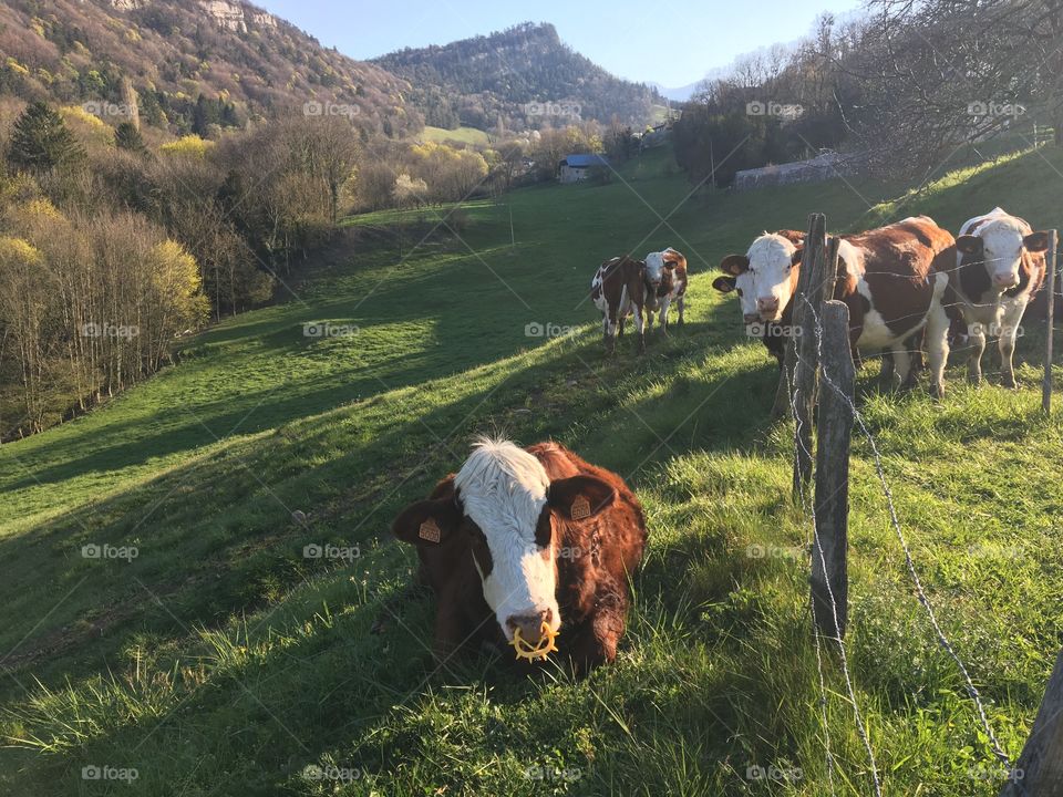 It’s spring for the cows : no quarantine ! 