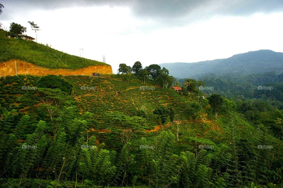 Terracing in the jungle