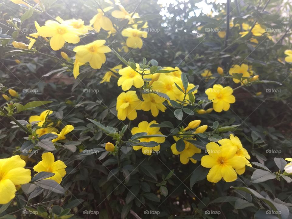 Yellow Flowers