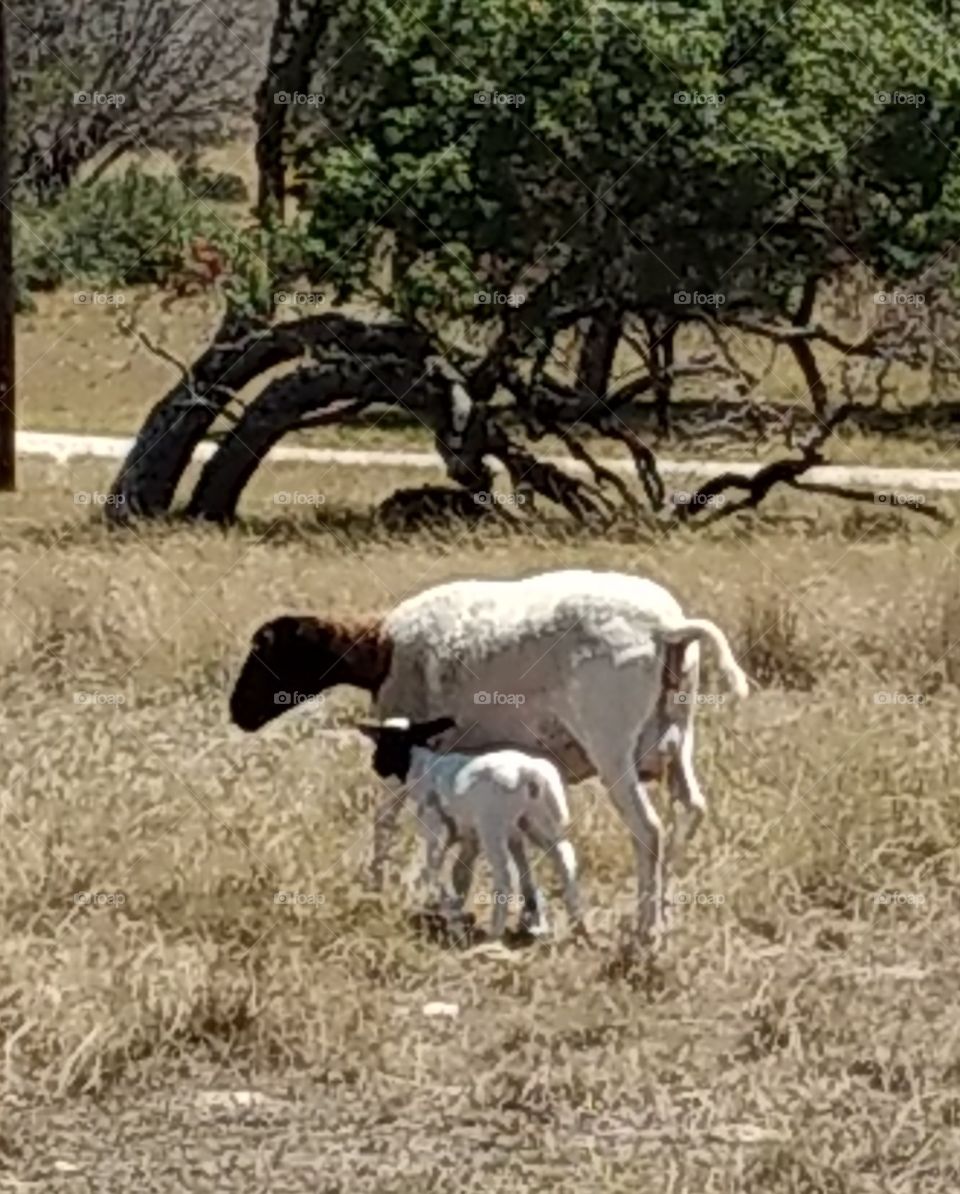mother ewe sheep and baby lamb in rural landscape Texas ranch, animals, nurturing, protective, innocent, countryside, farm