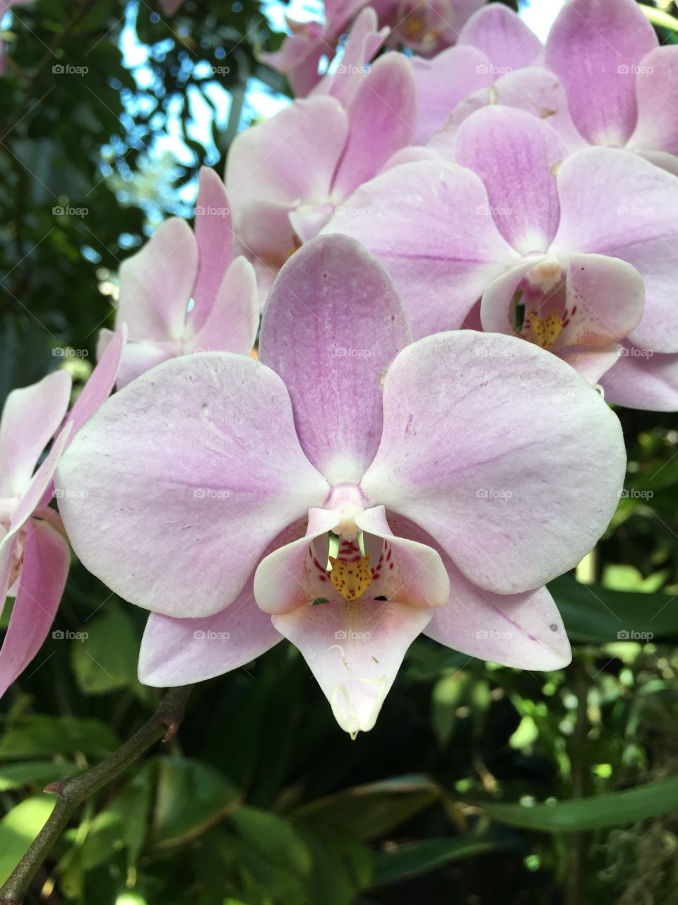 Orchid up close