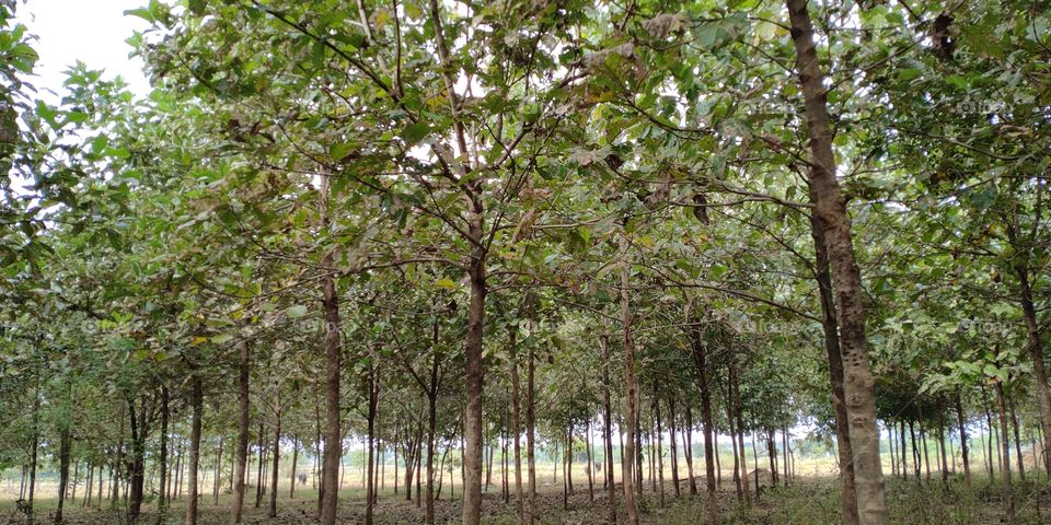 Between the Green woods