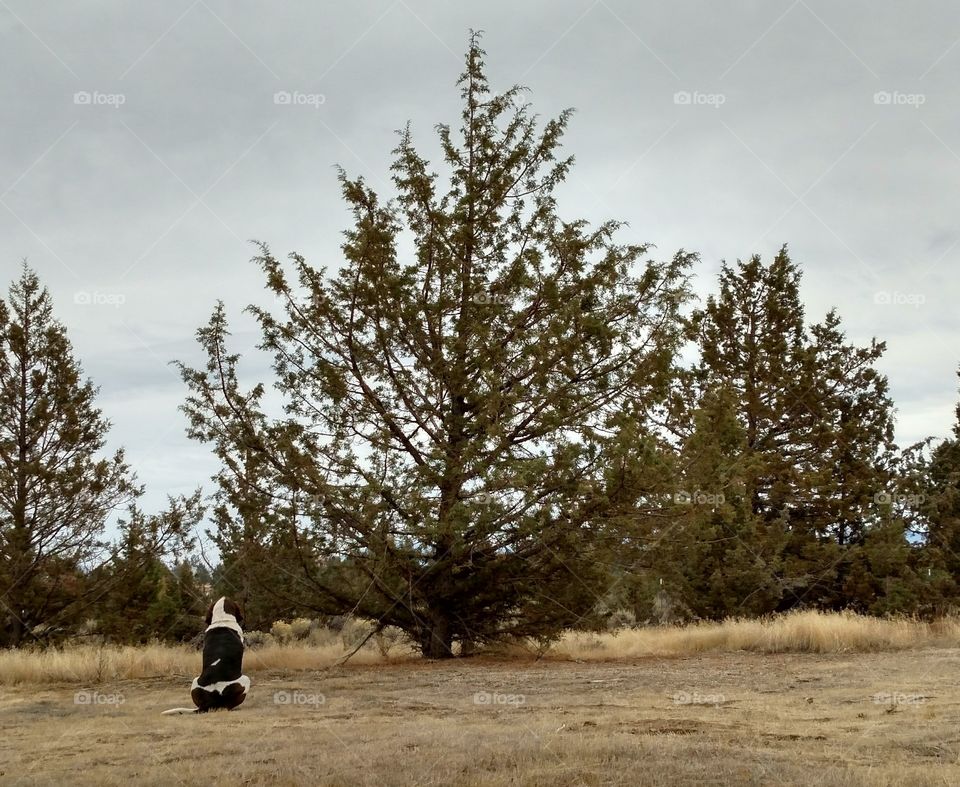 Hound Dog Waiting For Owner Crooked River Ranch Central Oregon Redmond Deschutes Terrebonne