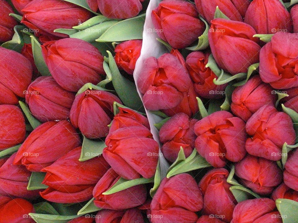 Bouquet of red tulips in Amsterdam