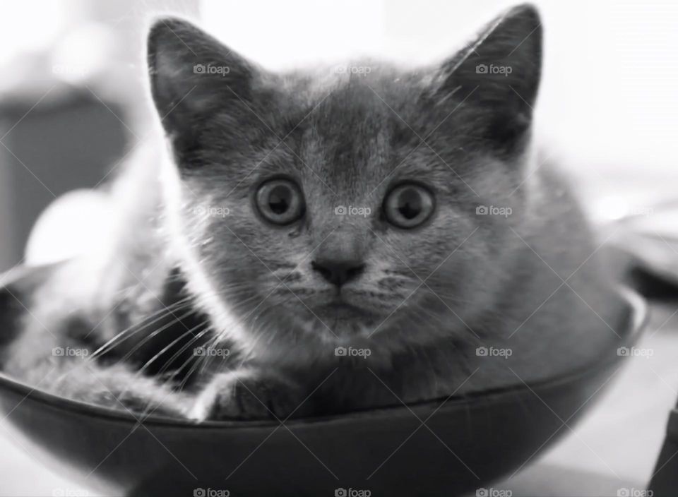 Kitten in a bowl
