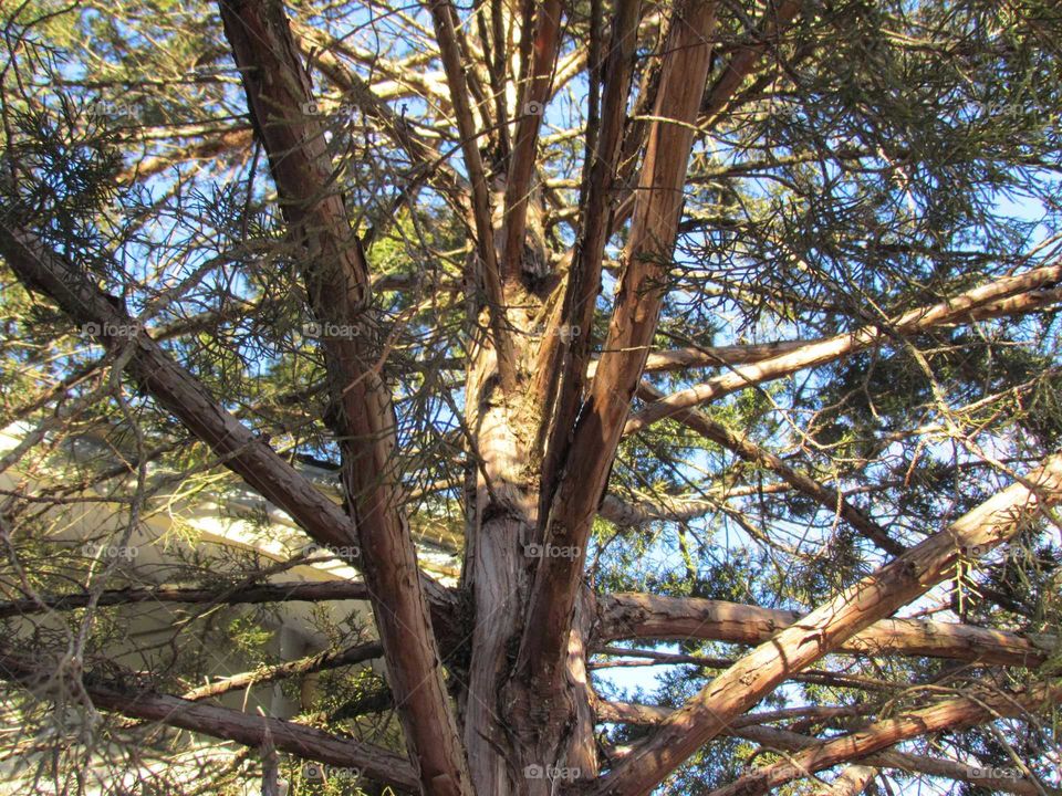 Low angle view of pine tree