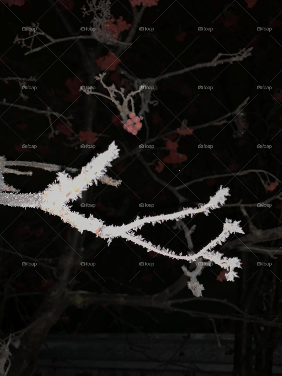 hoarfrost on a rowan tree. frosty night
