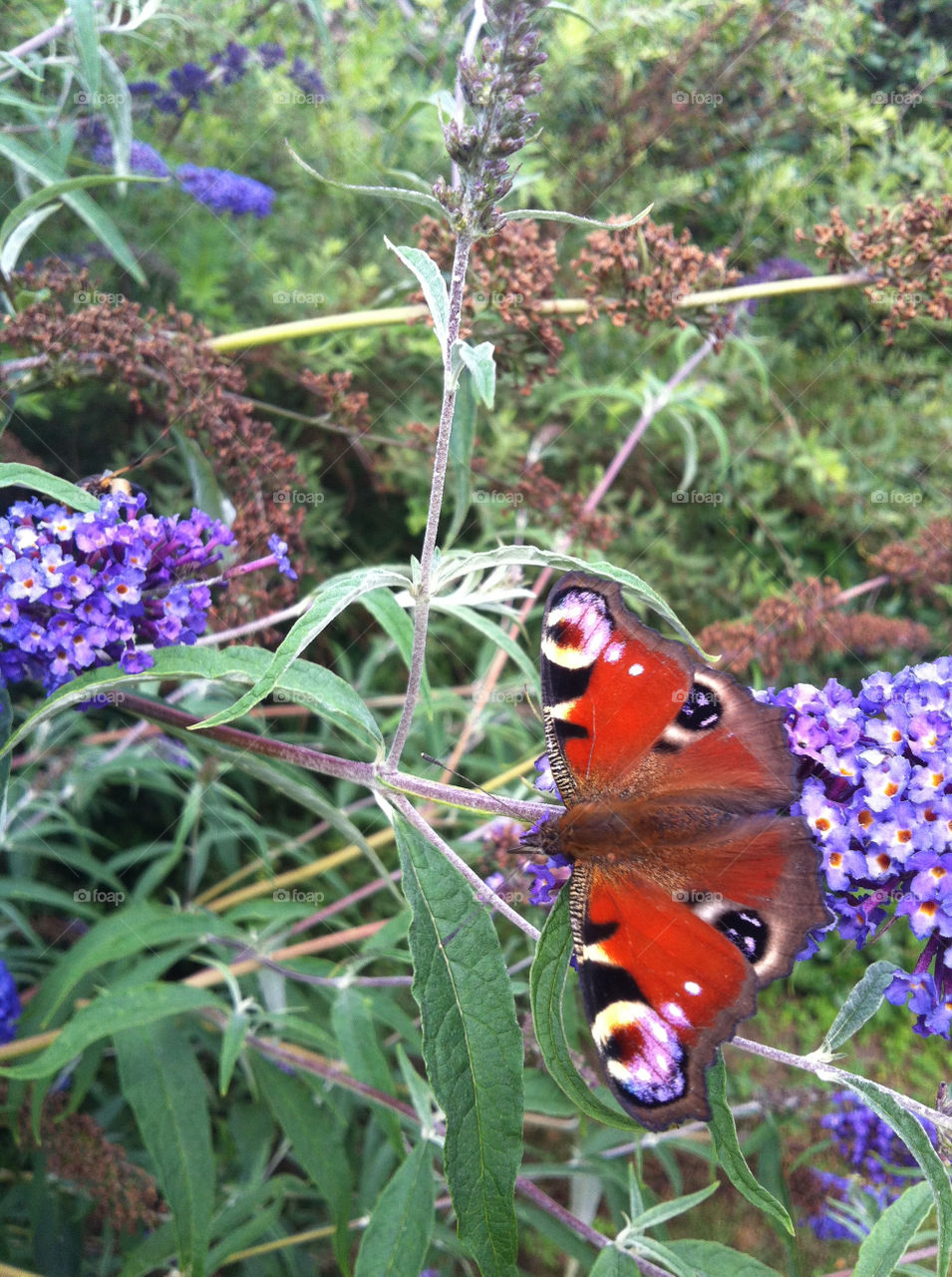 nature butterfly insect animals by chattis