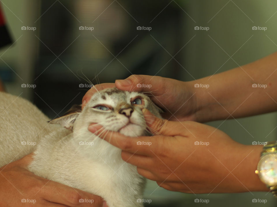 Physical examination on cat at veterinary clinic