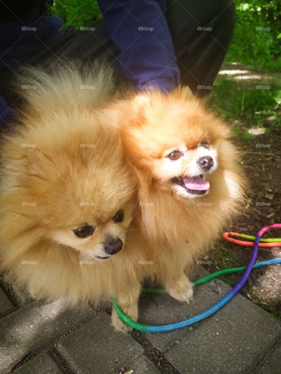 Two Pomeranian spitz on a walk