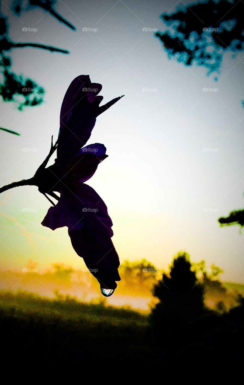 Silhouette Flower with Drop