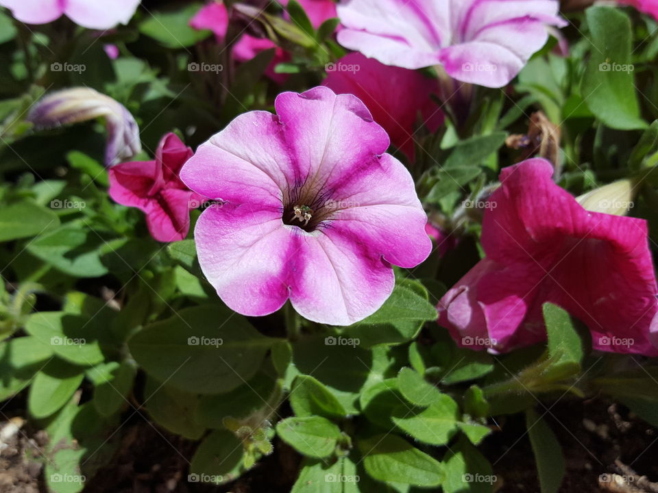 petunias