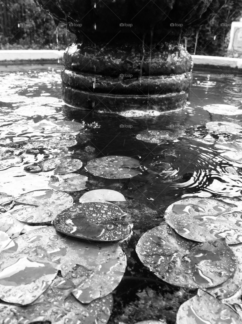 Fountain Lily Pads