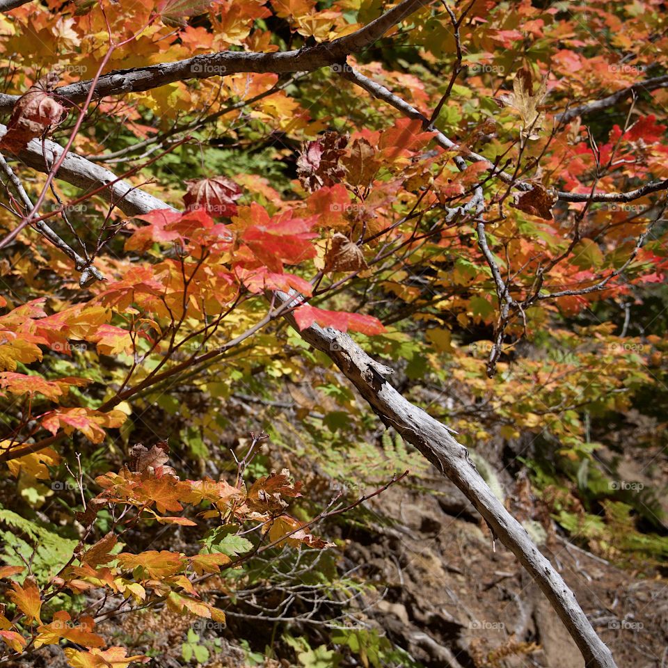 Bright maple leaves changing to their brilliant fall colors of red, orange, yellow, and gold. 