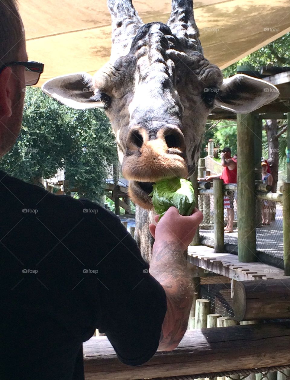 Bevard zoo in Florida is a great place to feed the giraffes. 