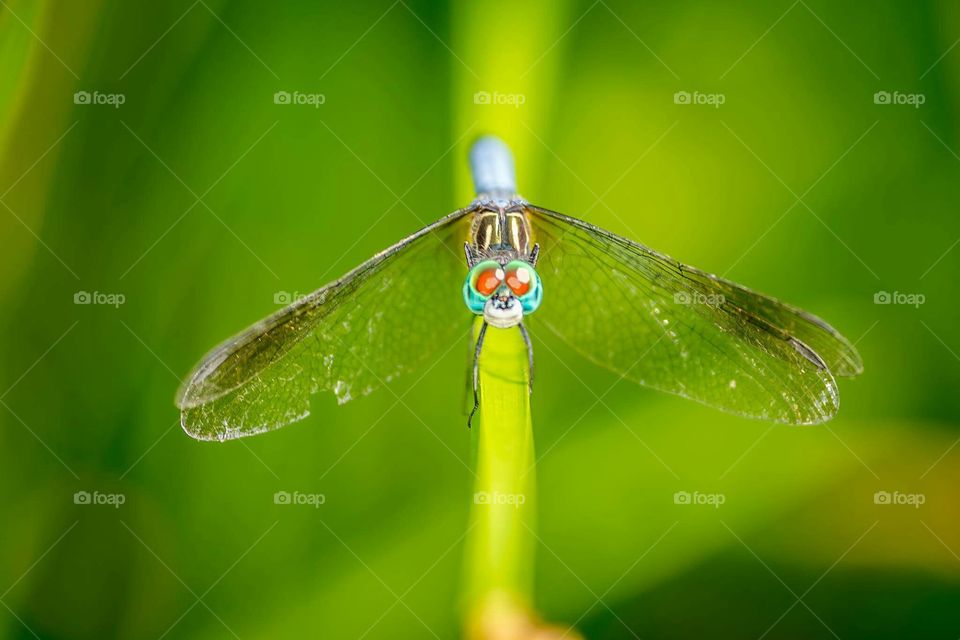 Dragonfly funny face