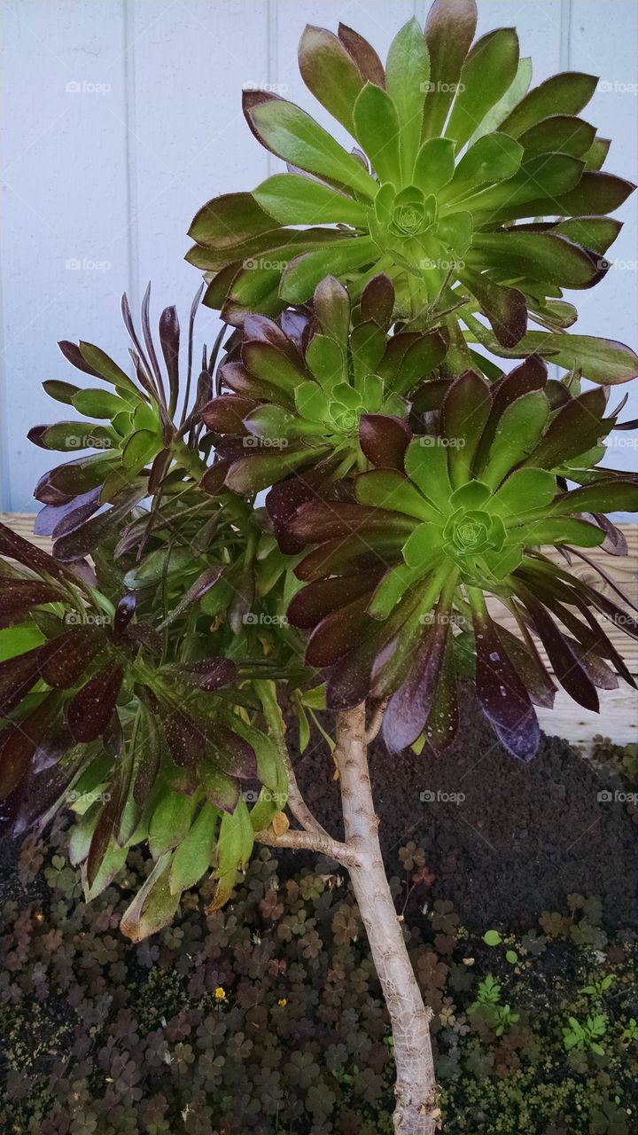 plant. plant succulent