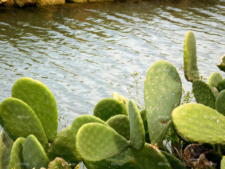 thorny plant