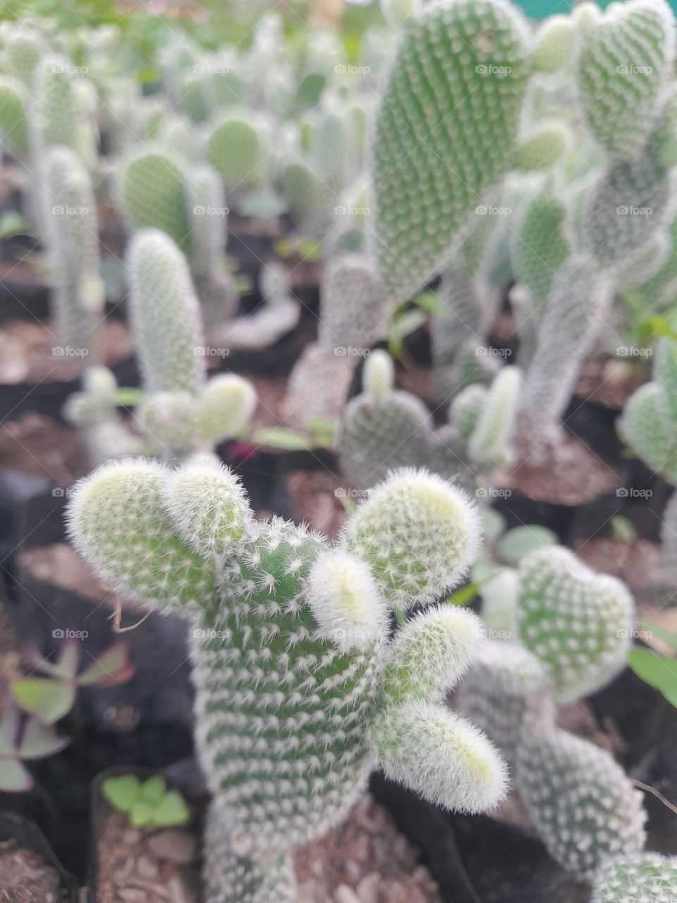 Bunny ears cactus , Cactaceae