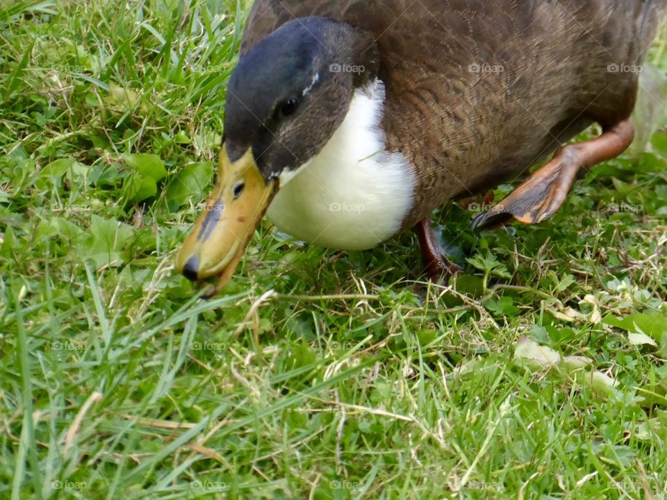 Cute Duck 