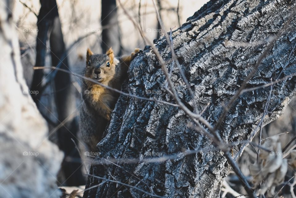 being watched by a squirrel