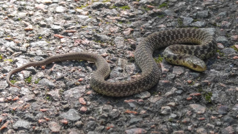 Snake on Road