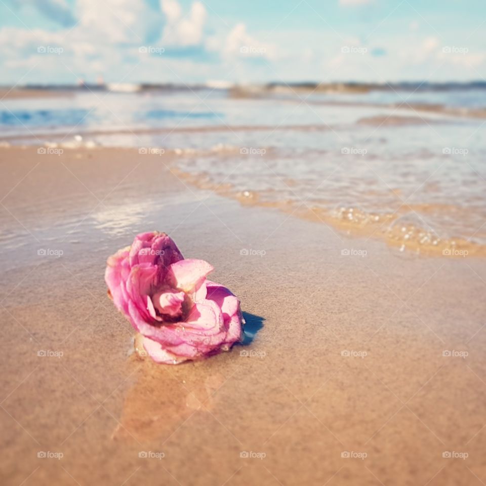 a Rose on the seashore