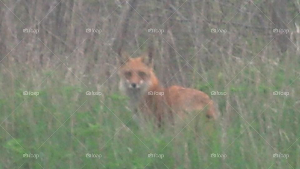 Foxy. fox