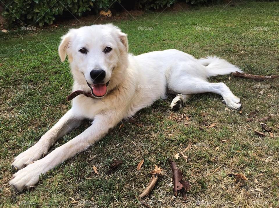 She’s my love, an happy happy dog enjoying the summer 