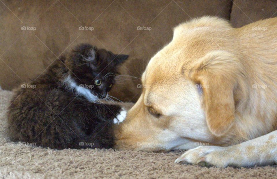 Maternal female dog with tiny kitten cat