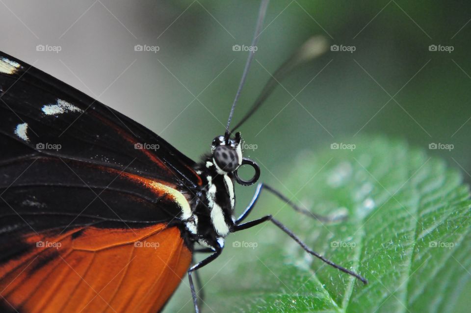 Eye see you butterfly 