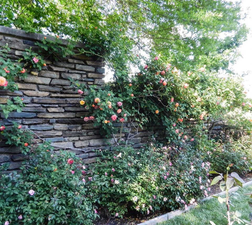 Garden wall and roses