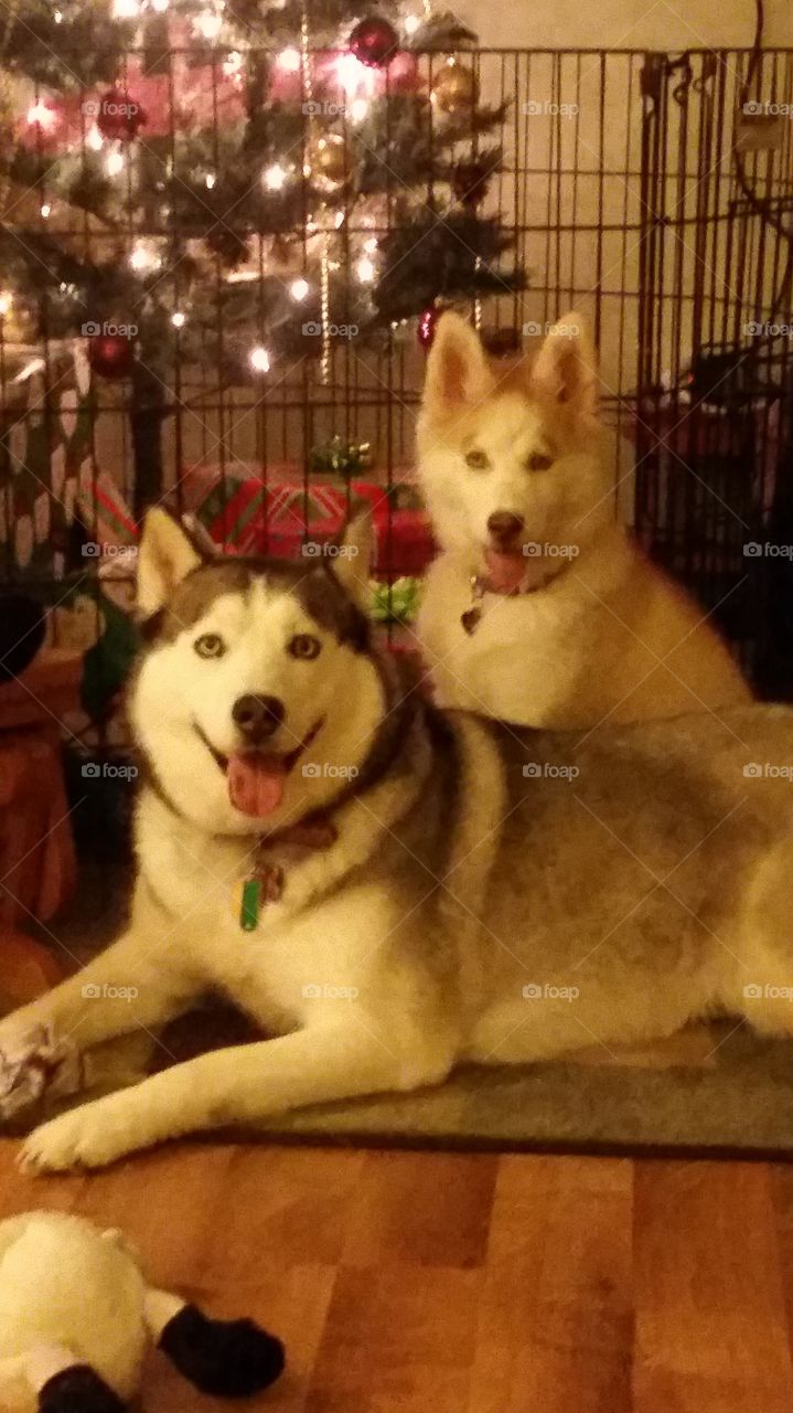 Alaska and Skyla at Christmas time sitting together in front of the tree