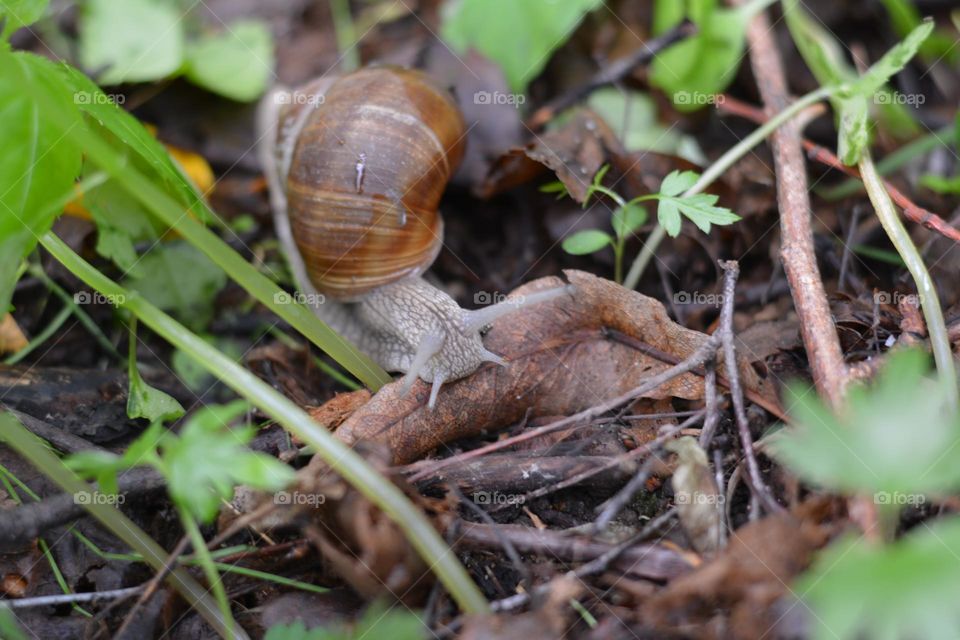 snail 🐌 spring time