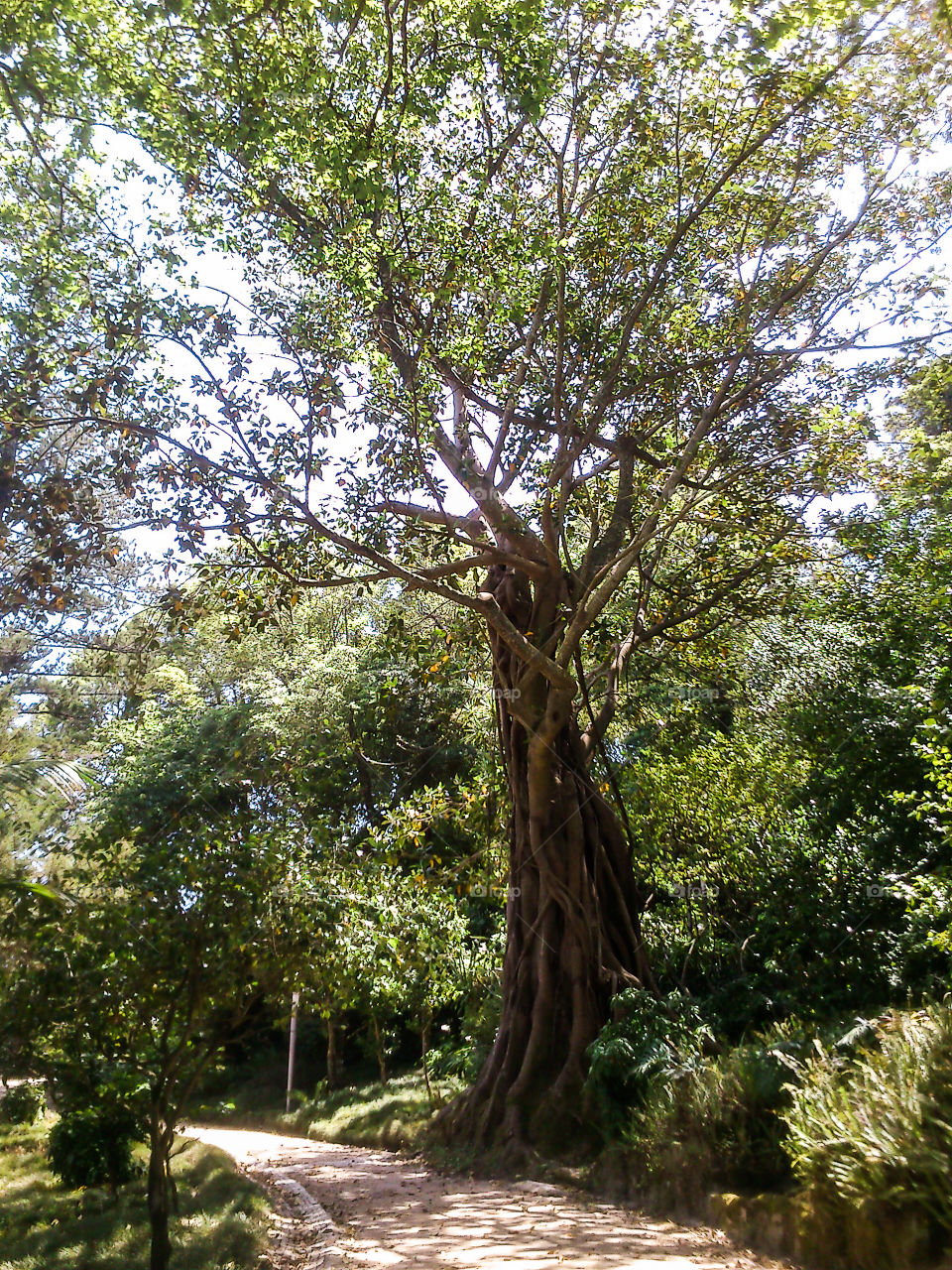 Wood, Tree, Nature, No Person, Landscape