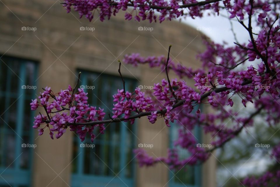 A Purple Tree