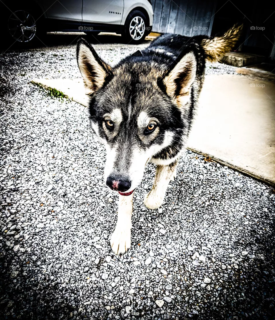 husky