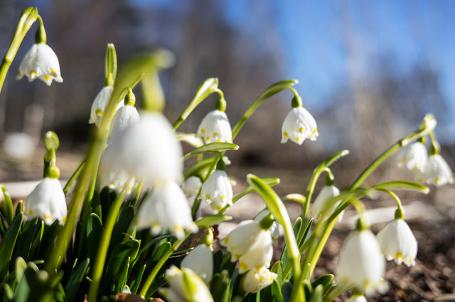 Spring Time