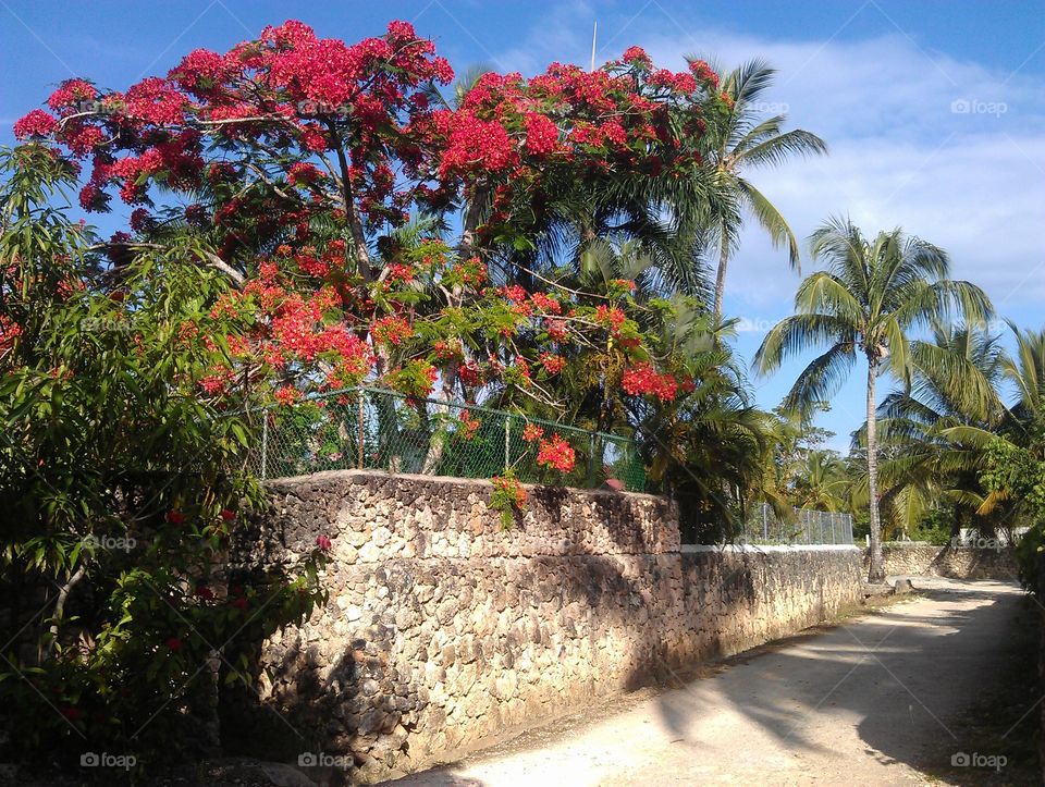 street with the blooming tree. exotic blooming street. 