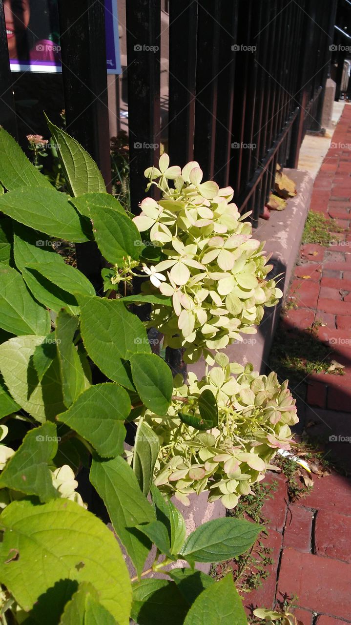 Leaf, Flora, Garden, Nature, Flower