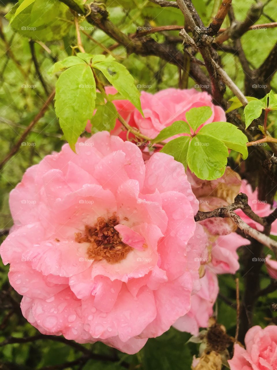 Pink rose being showered by the rain 