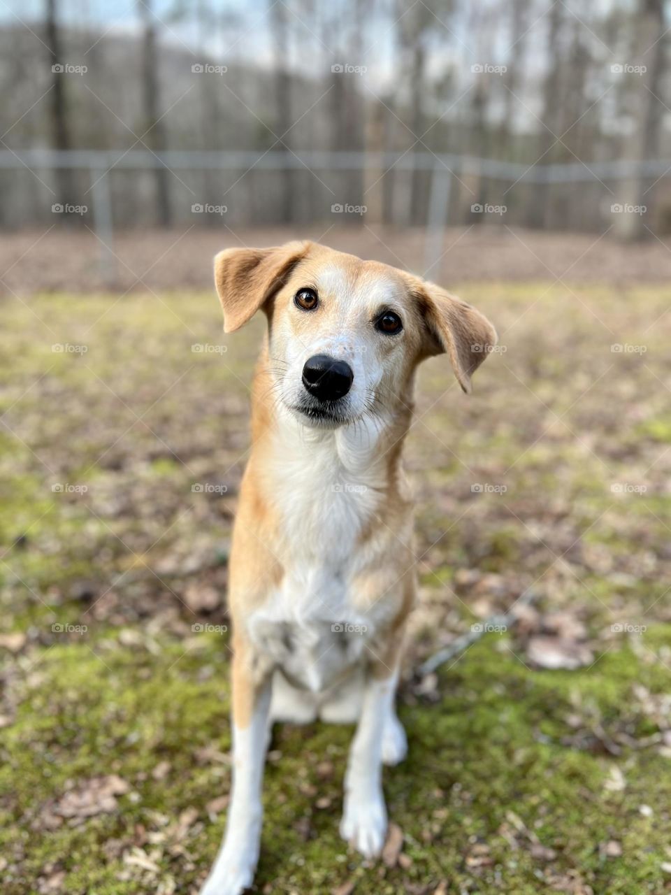 Tan and yellow dog sitting looking at camera with head tilted quizzically. She is outdoors in a fenced backyard with trees in the background. Focus is on the foreground and her expression.