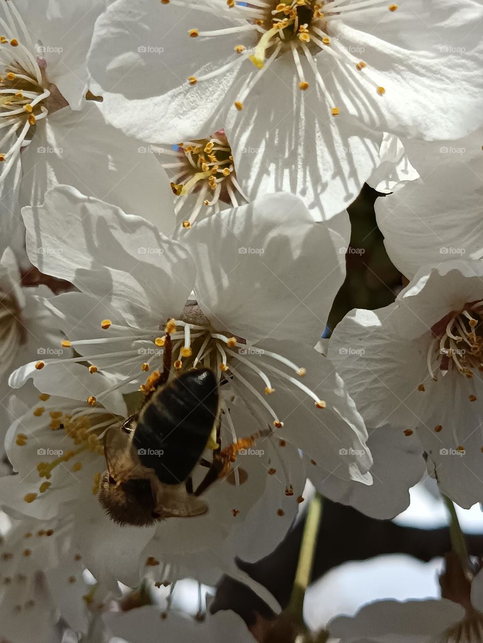 abeja