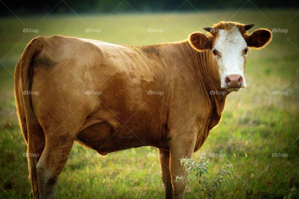 Cow in Texas