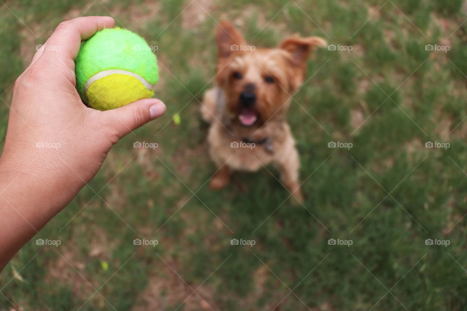 Playing catch with the dog