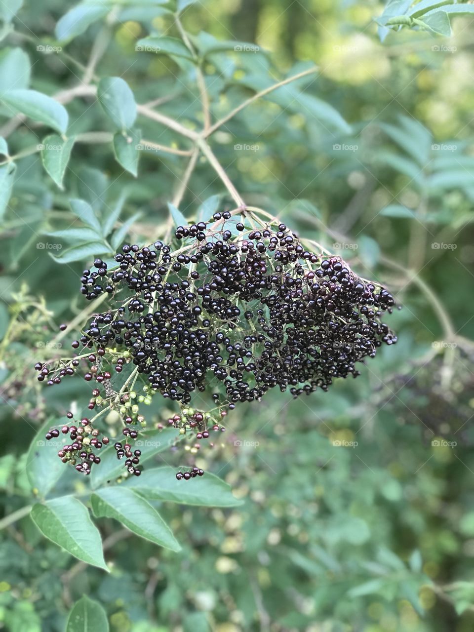 Benevolent Elderberry. A premier antiviral, this is one of three native elderberries to the United States. Sambucus nigra is used in medicinal traditions on multiple continents, and also is steeped in faerie and folk lore.