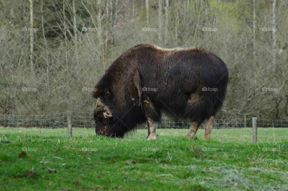 Musk ox 