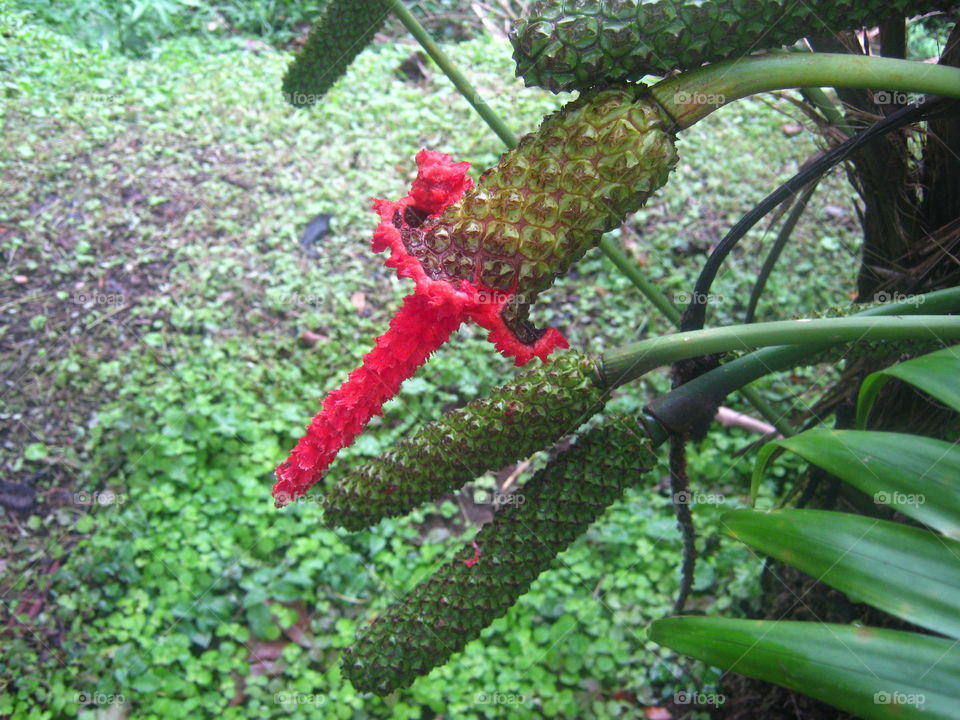 A very ref flower in Costa Rica