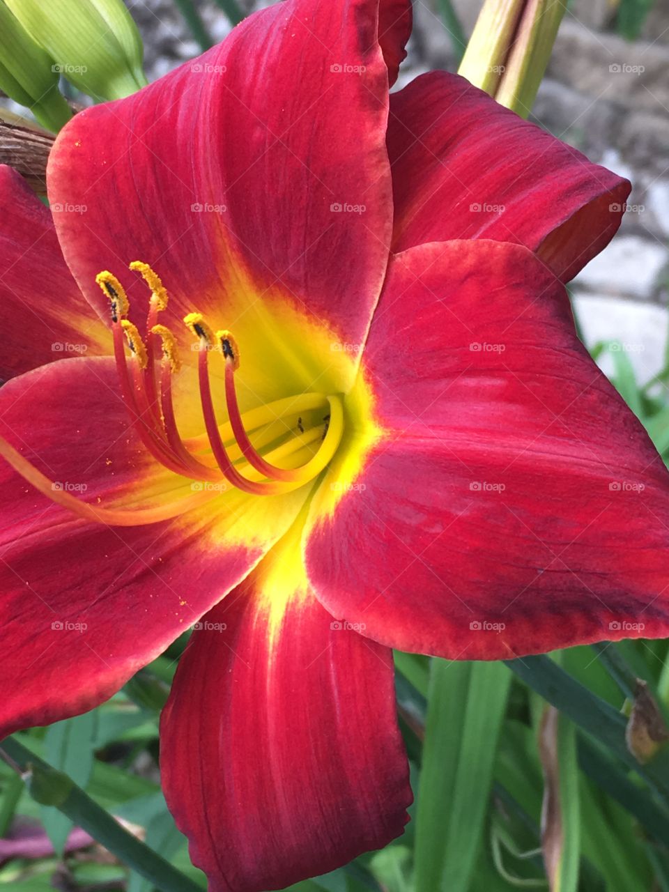 Red lily 